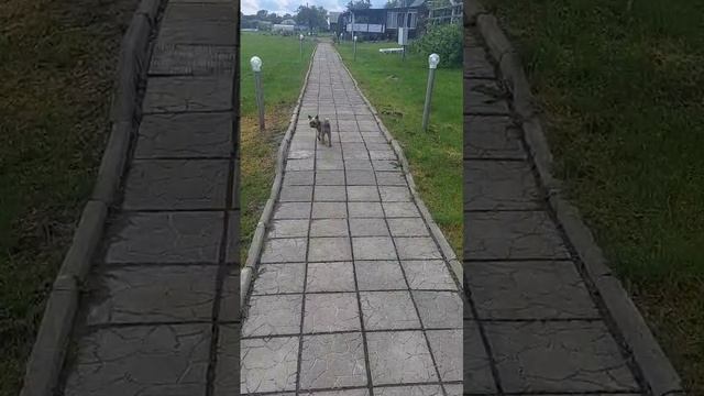 Прогулка с Собакой на свежем воздухе.