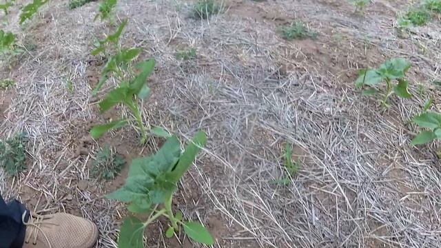 Подсолнечник на трех летнем No-Till!