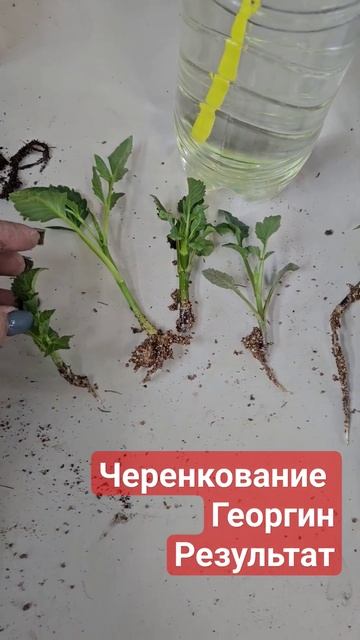 Черенкование георгин #цветы