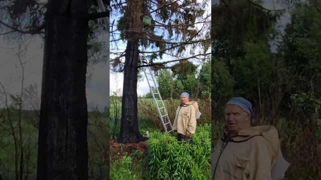 Как снять ловушку для пчёл с высоты