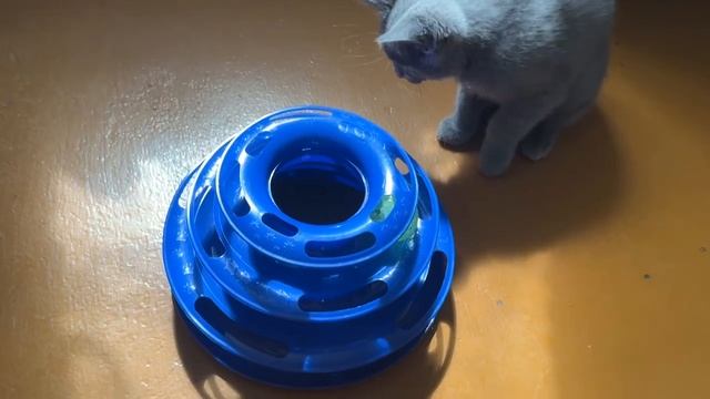 Снова играю с игрушкой у бусечки, она разрешила мне поиграть с ней)