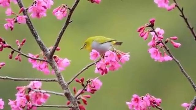 Самые красивые животные на планете: обзор удивительных созданий ч.30