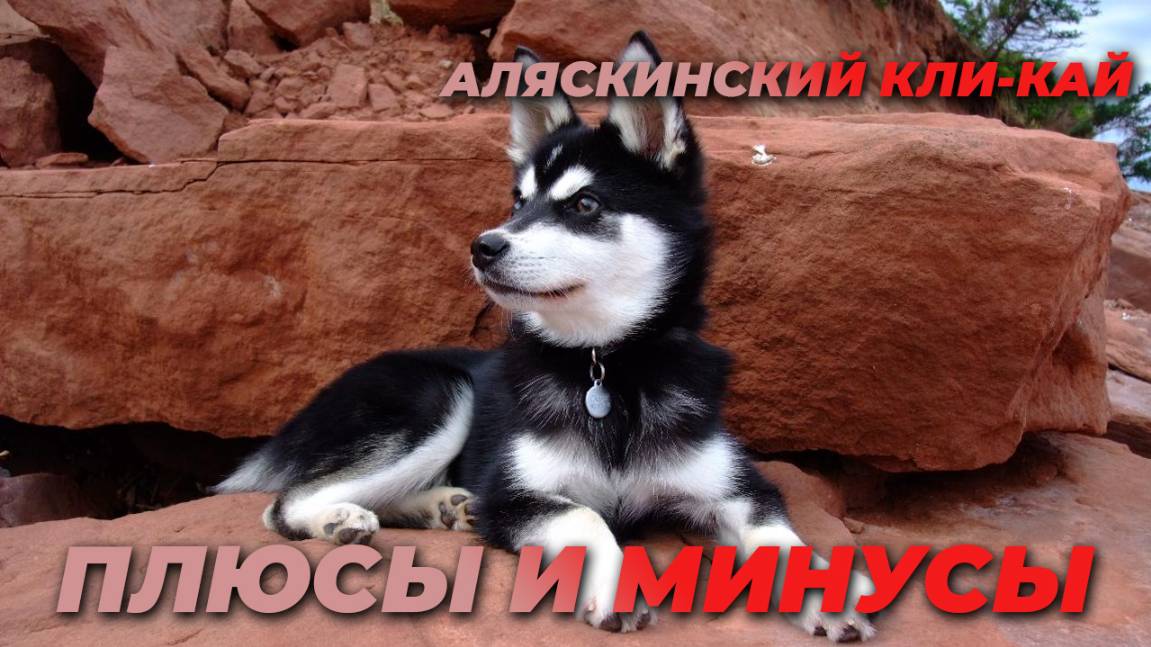 аляскинский кли-кай