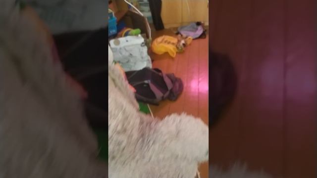 VID_20250416_132852.mp4