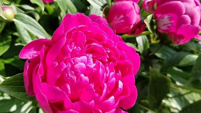 Пион 'Феликс Крусс' (Paeonia Felix Crousse) в нашем саду 2025