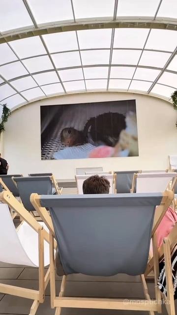 🎥В парке Ходынское поле появился бесплатный кинотеатр под открытым небом🎥