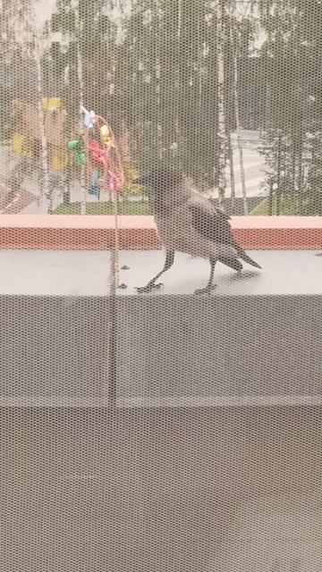 2025.06.15 - 17.11.50 1000085834.mp4