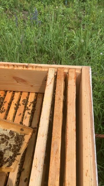 Первый мёд 🍯 в этом году