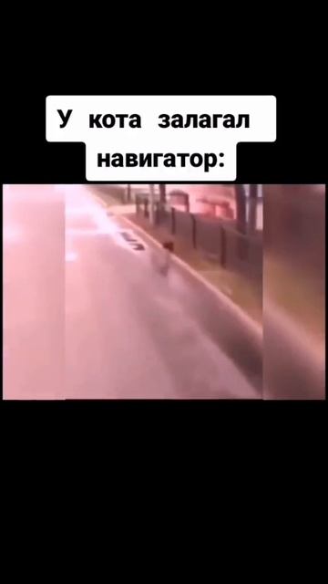 У кота сломался навигатор
