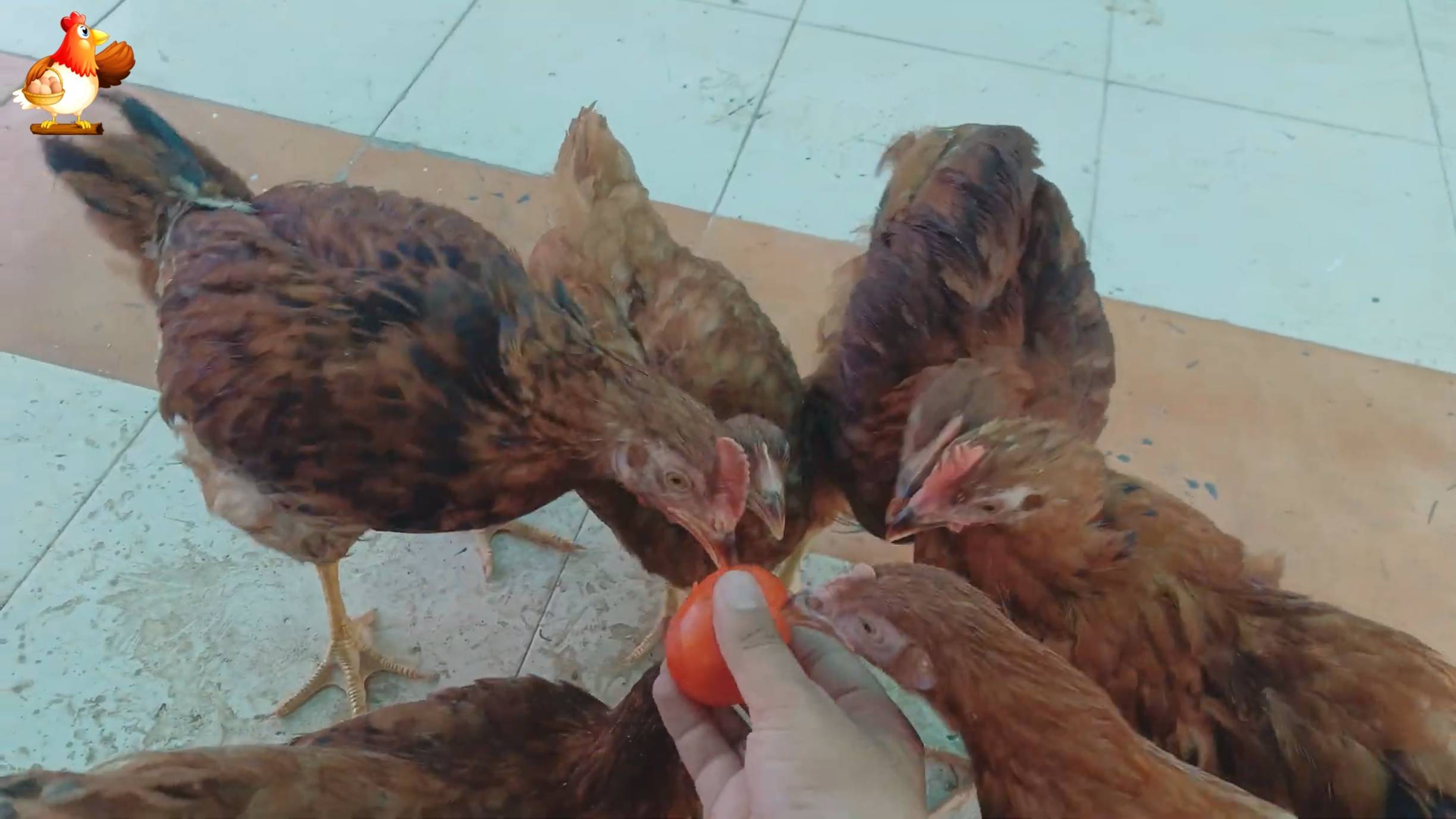 Цыплятам Род Айленд 104-105 дней  ❣️🐤🐥😂