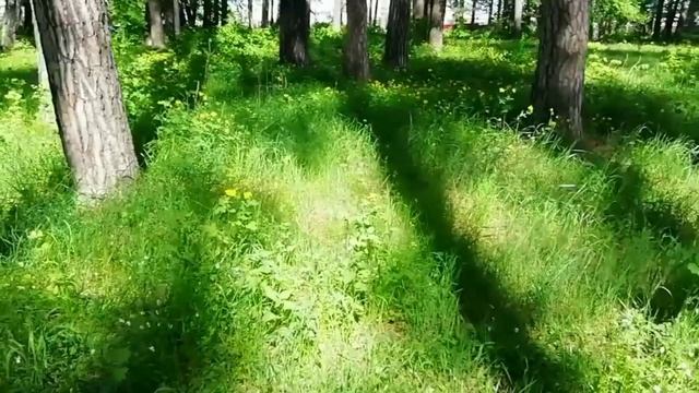 Здесь миниатюрные солнышка цветочки