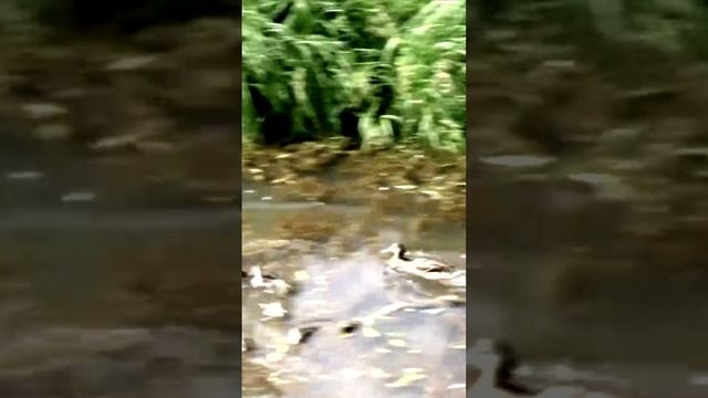 Утиные истории на Красносельском пруду во Владимире