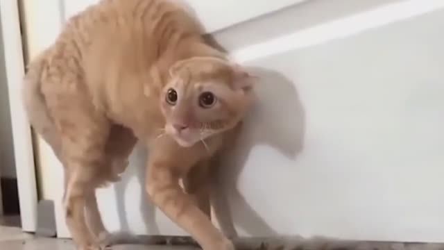 Приколы с котами новое глава 5