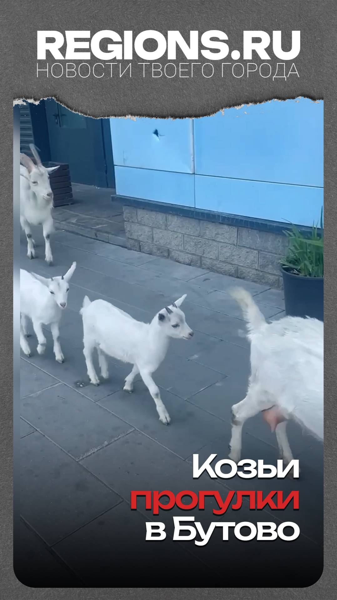 Козьи прогулки в Бутово