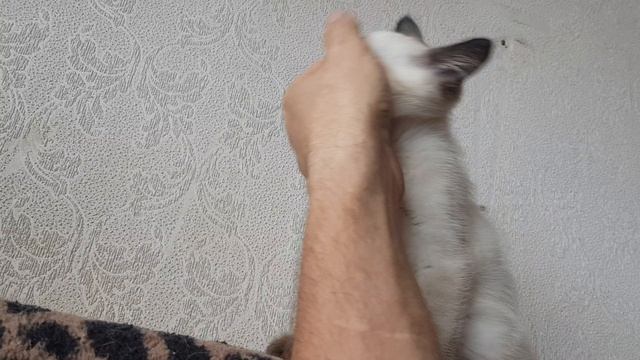 31-05-2025.mp4