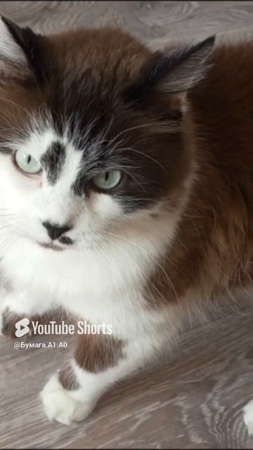 Гость нашего канала - кот Кася!❤❤❤