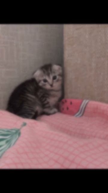 Меня зовут Миса😊