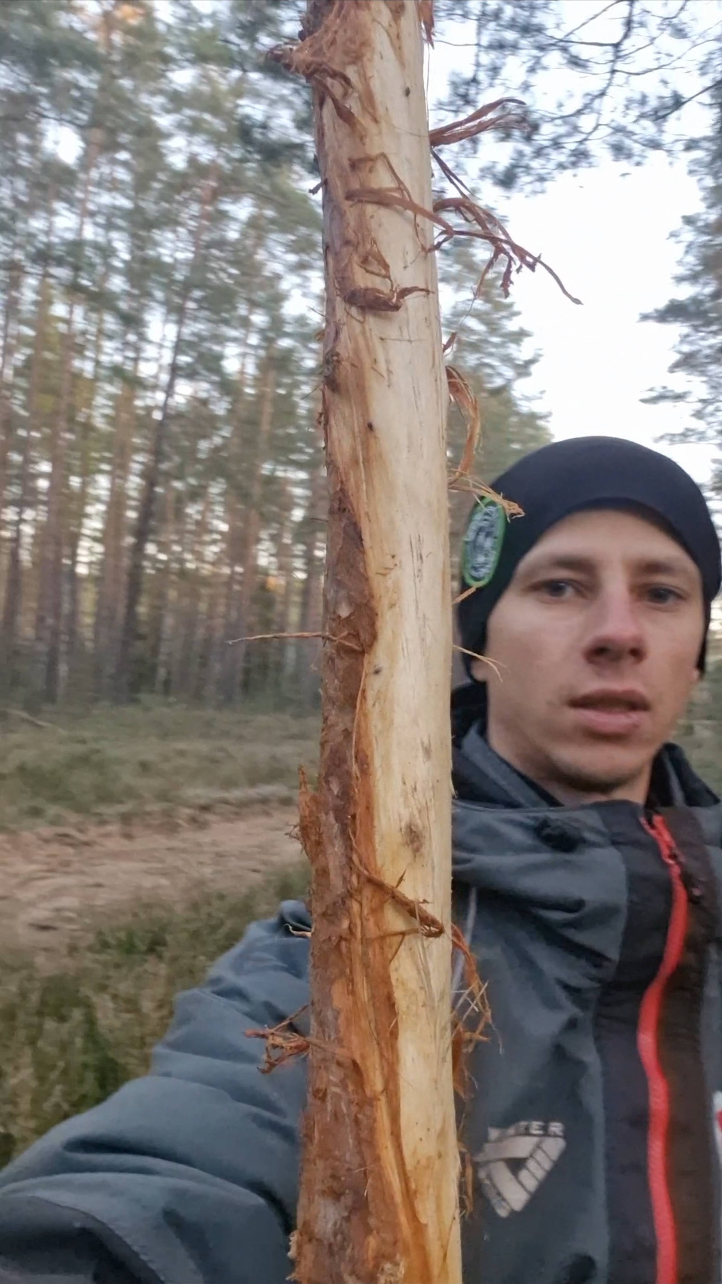 Как определить лосей в округе.