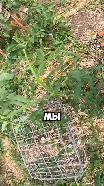 Томат свалился 🤪🍅
