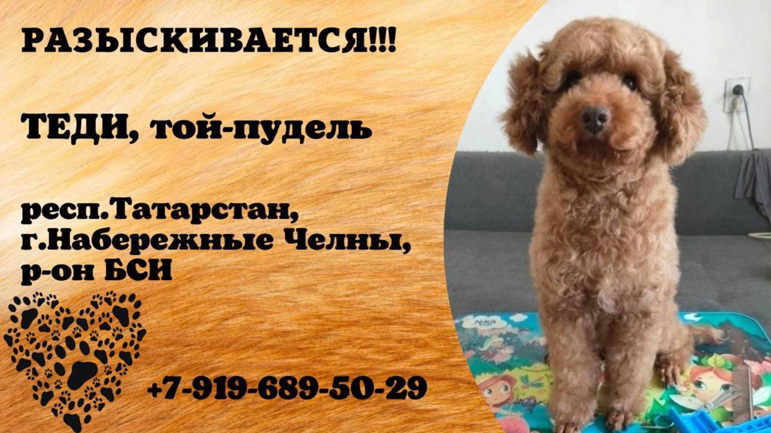 Пропала собака! ТЕДИ, той-пудель. респ.Татарстан, г.Набережные Челны.