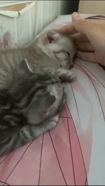 Мои котятки