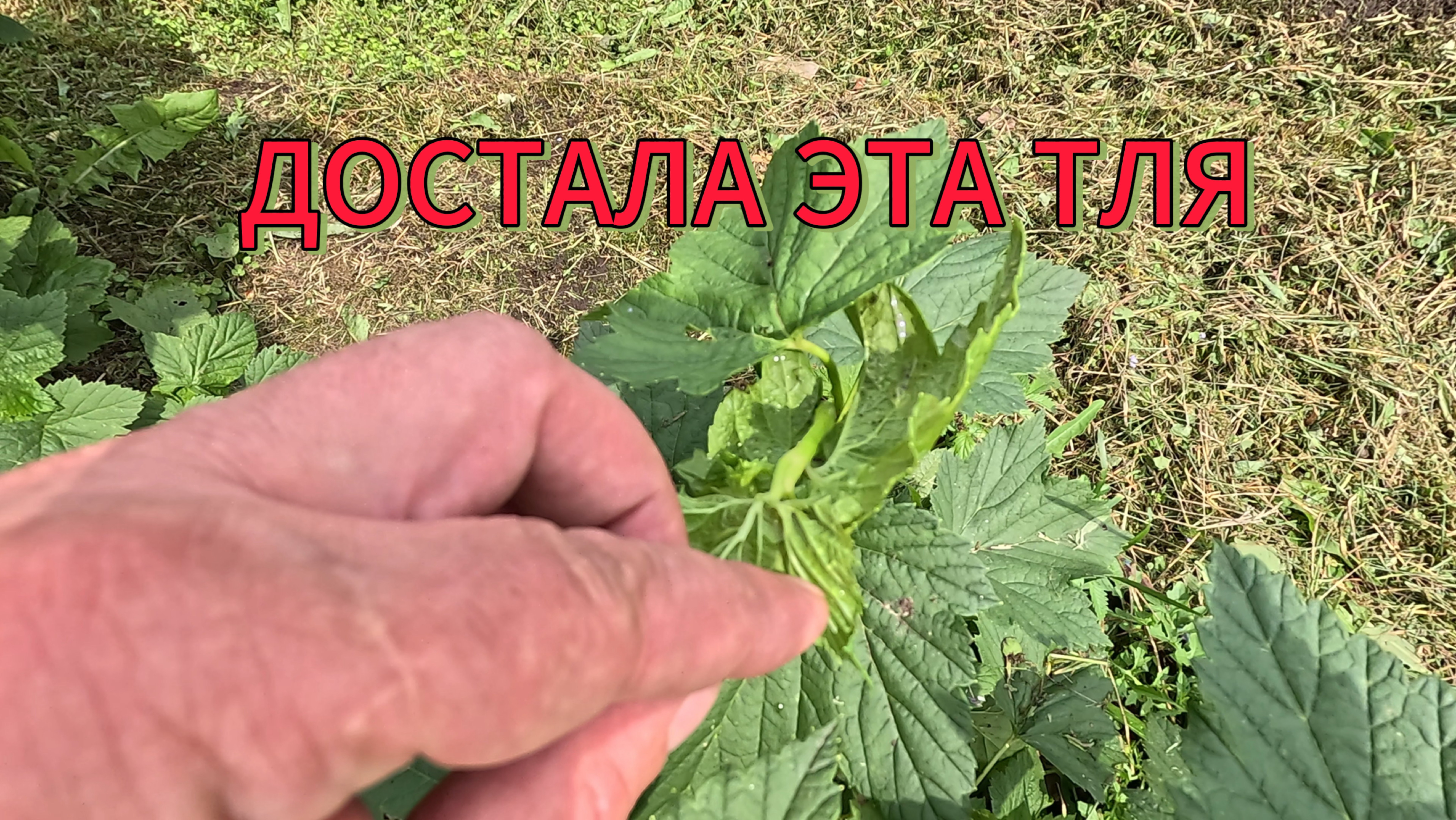13.06.25 ВЕСЬ ОТПУСК ДОЖДИ////КАК ИЗБАВИТЬСЯ ОТ ТЛИ И МУРАВЬЕВ?