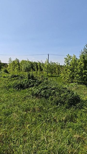 Разбивка участков в Раменском районе. Борщевик да бурьян с колючками мои любимые растения