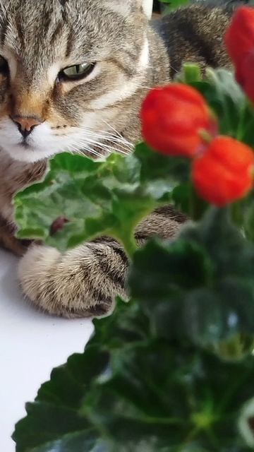 Тюльпаночка Conny