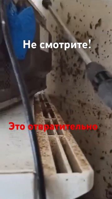 Для тех, кто думает, что тараканы исчезли из-за радиоволн, свч, 5g и т.д
