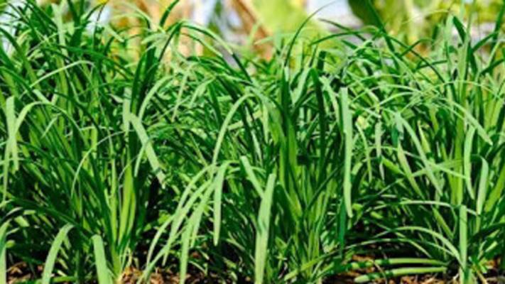 Джусай на зиму. Маринкины творинки. Всем МИРА и Добра!