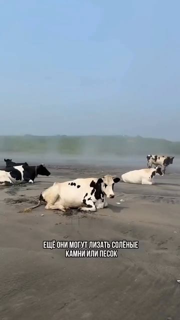 🐮 Песчаные побережья Сахалина и Кунашира превратились в курорты для коров