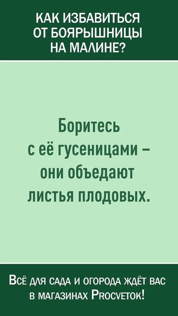 Как избавиться от боярышницы на малине и не только? Вред и польза бабочек в саду