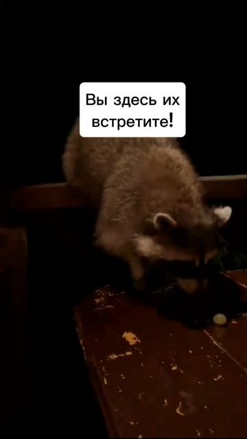 Вы здесь их встретите!😀