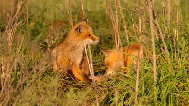 Удивительные и красивые: редкие виды животных, которые стоит увидеть