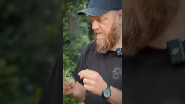 Полынь для чего полезна и лечебные свойства