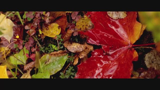 Анатолий Вержиковский - ПРОЩАНИЕ С ОСЕНЬЮ