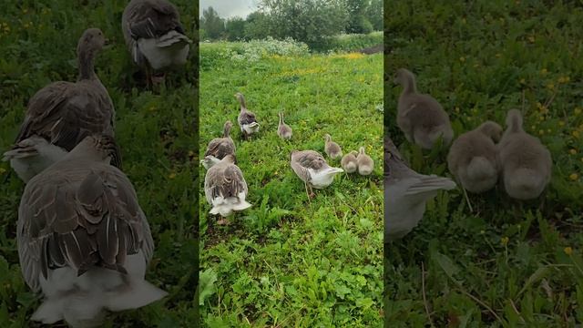 Вечерний релакс в деревне🏡