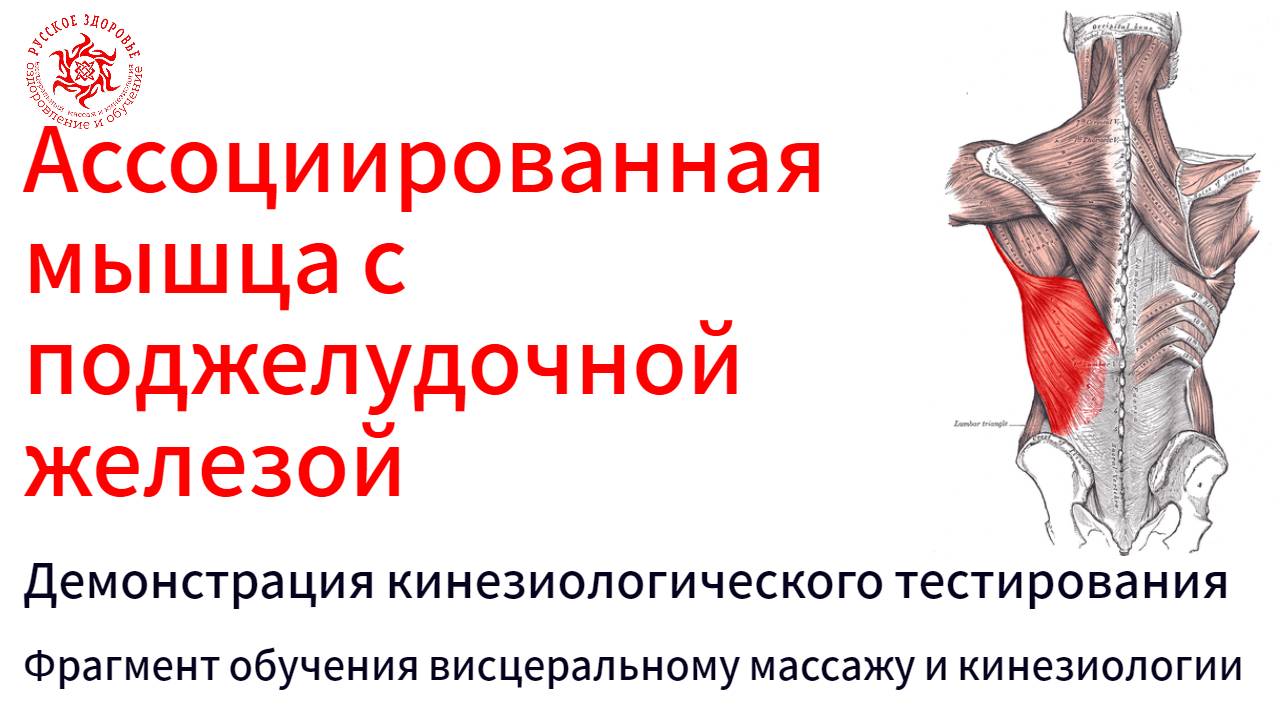Ассоциированная мышца с поджелудочной железой. Демонстрация кинезиологического тестирования.
