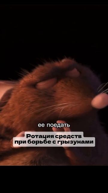 Травите грызунов 1 раз/мес и вы забудете о них