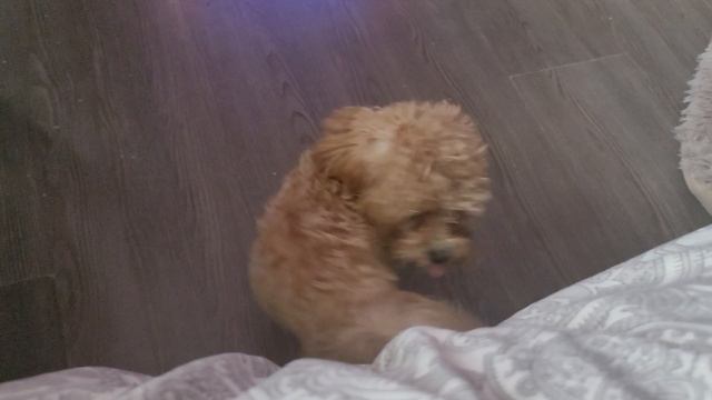 Буся мальтипу.mp4