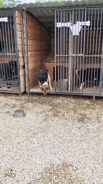 Гуляют девочки и Твикс