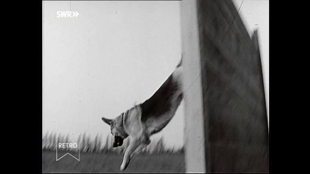 Retro, Hunde,Dressur