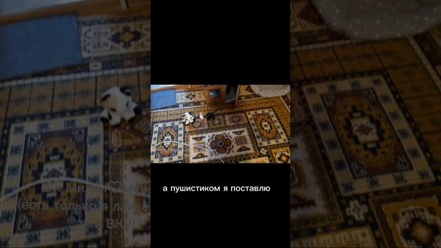 Первый день в школе котов!!!