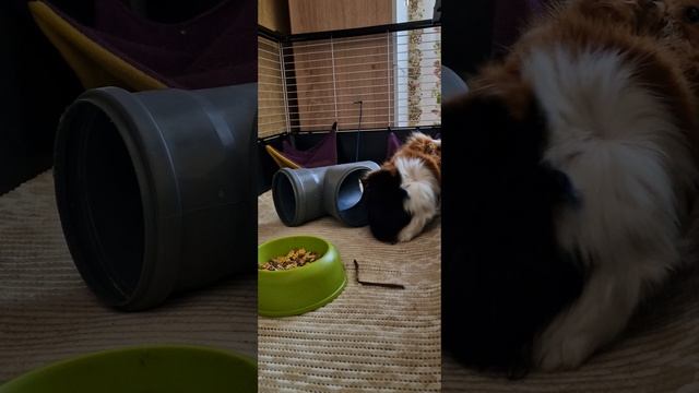 новая игрушка