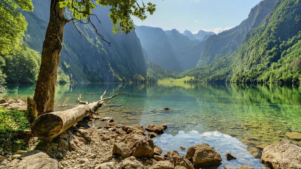 №4 Природа жирафы веселье