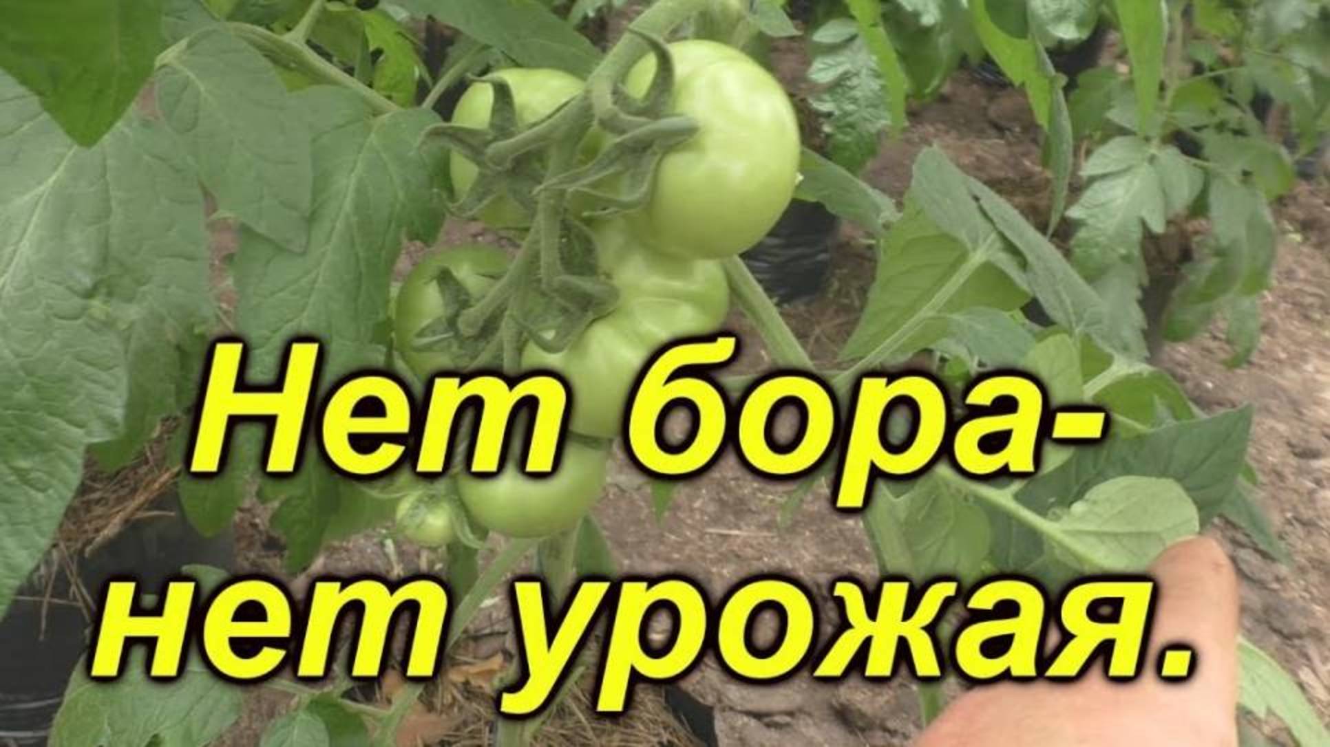 Обязательная обработка томатов бором, как сохранить завязи и повысить урожайность