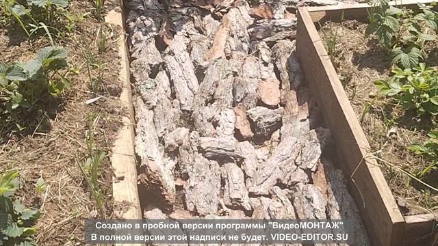 Обзор участка, заднего двора.