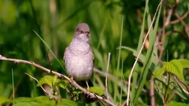 Самые красивые животные на планете: обзор удивительных созданий ч.27