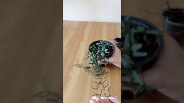 Церопегия Линеарис