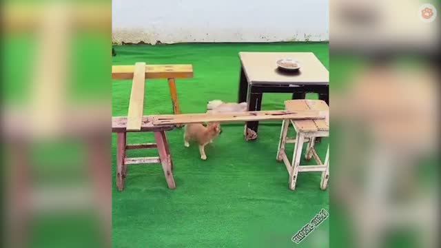 Забавные животные 15